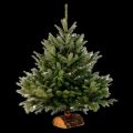 pied de sapin de noel buche
